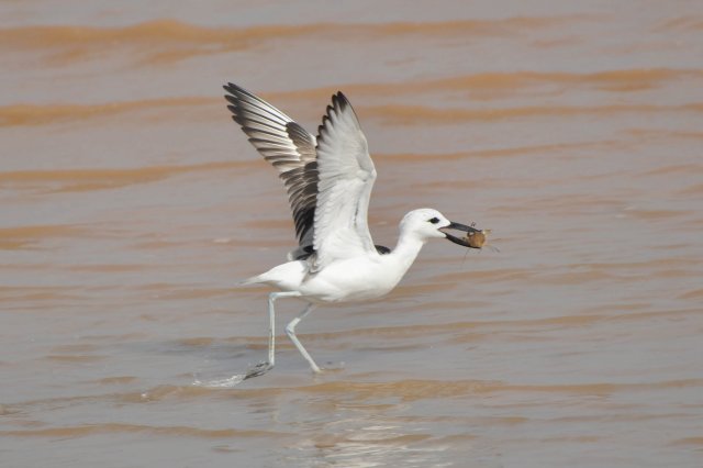 Drome ardéole / Crab-plover